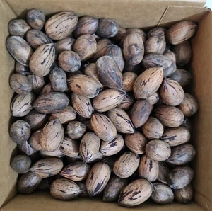 Paper Shell Pecans from Texas 2025 Crop 7 Pounds Unshelled 8"x8" Box - Picture 1 of 4