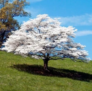Set 2 White Dogwood Trees Sapling - 6-8"Tall - 4" Pot - Cornus Florida - Picture 1 of 8