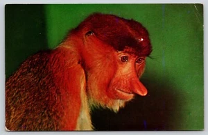 Postcard Proboscis Monkey San Diego Zoo California Primates Nasalis larvatus - Picture 1 of 2