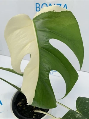 Monstera deliciosa var Borsigiana Variegated Albo ESTABLISHED PLANT Rare Indoor - image 1 of 4