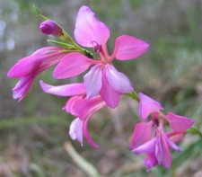 Gladiolus illyricus | Wild Gladiolus| 20_Seeds