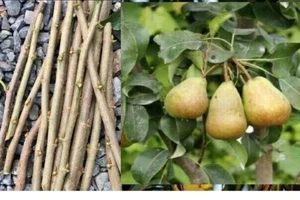 6x ESQUEJES raro PERA AGUA BLANQUILLA pera pera d'agua Pyrus Rosaceae - Imagen 1 de 2