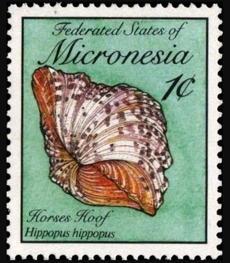 Micronesia #Mi142A MNH 1989 Bear Paw Clam Hippopus hippopus [83 YT101] - Image 1 of 1