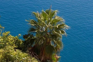 SAMEN Washington-Palme Washingtonia filifera liebt einen sonnigen Platz - Samen - Bild 1 von 1
