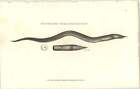 1803 Shaw Zoology Fish Print Rostrated Sphagebranchus