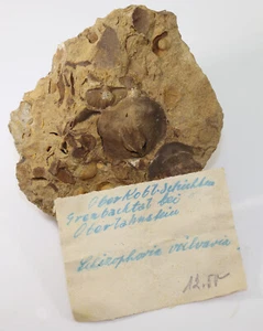 Brachiopodi, Schizophoria vulvaria, Devon, Ems, Laubachtal, Germania -f461 - Foto 1 di 4