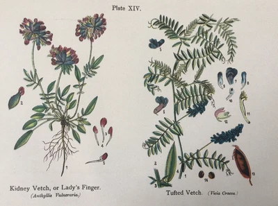Antiker Druck um 1925 | Nierenwicke & getuftete Wicke Wildblumen Anne Pratt Botanik - Bild 1 von 4