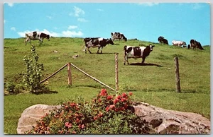 Vermont Cows Grazing On Hillside Flowers Postcard - Picture 1 of 2