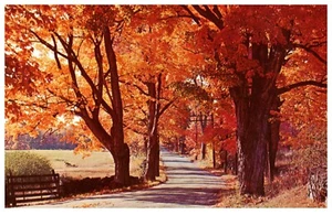 Fogliame Fiammeggiante in Autunno Lungo Strada Colori Autunnali - Foto 1 di 2