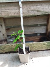 Exotische Kübelpflanzen aus Hobbygarten, Grewia