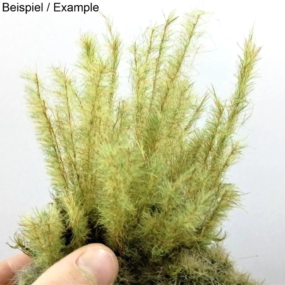 Gras spezieller grüner Moos Mix Deluxe - Modellbau & Diorama Landschaft - Bild 1 von 4