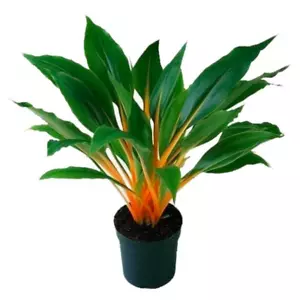 Chlorophytum amaniense (Fire Flash Spider House Plant) 5-25 Seeds RARE Indoor UK - Picture 1 of 3