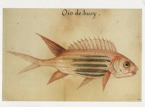 Postal John White ""Oio de buey"" pez ardilla Holocentrus adscensionis 16thC - Imagen 1 de 2