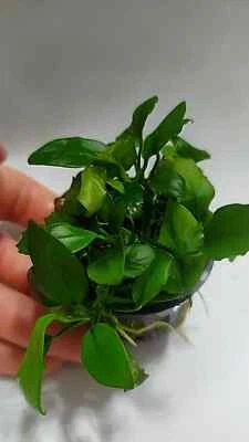ANUBIAS PLANTAS ACUÁTICAS AGUA FRÍA ACUARIO GAMBARIO PECES GAMBAS TRONCOS ROCAS - Imagen 1 de 4