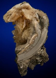 Calcite in Shell Fossil (Mercenaria Permagna) Fort Drum, Florida 2102-037 - Picture 1 of 4