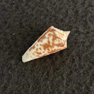 Conus Gradatus- Graduated Cone - Sonora Mexico 38 mm - Image 1 of 4