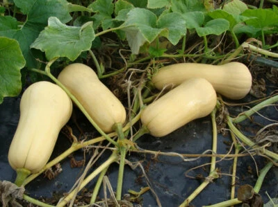 Waltham Butternut Winter Squash Seeds, NON-GMO, Variety Sizes Sold, FREE SHIP - Image 1 of 2
