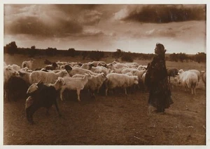 AK Indianerjungfer & Schaf, Navajo (Foto: Wm M. Pennington), 1904 (Repro) - Bild 1 von 1