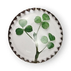 Vintage Real Clover Stalk Brooch Three Leaf Irish Lucky Pin Clear Plastic Cover  - Picture 1 of 12
