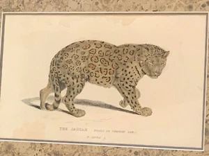 Impresión antigua del siglo XIX: Jaguar - Whittaker pequeño o común coloreado a mano - Enmarcado - Imagen 1 de 11