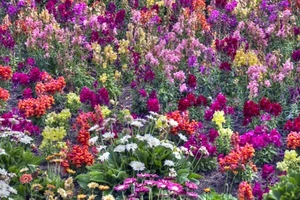 WILDFLOWER MIX-500 SEEDS-25 VARIETIES-COLOURFUL-EASY GROW-COTTAGE GARDEN PLANTS - Picture 1 of 18