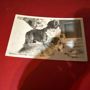 Rppc, St BERNARDS?, DOGS, Lady & Bruel, TIMBERLAKE LODGE, OREGON, SNOW.  PHOTO - Picture 1 of 2
