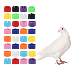 Chicken Identification Leg Bands Tags Clip On Leg Rings For Chicks,Ducks 100Pcs - Picture 1 of 7