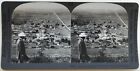 Grece Greece Pharsala Panorama Fotografie Stereo Vintage Analog