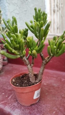 Crassula ovata dedos delgados, planta 12" tronco graso, envío raíces desnudas. Foto 1 de 2