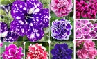330+Mixed Petunia Hybrida Seeds for Planting-Perennial Hanging Petunia Flower 