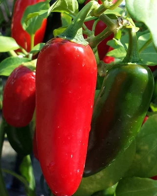 Mexican Red Jalapeño Chilli - A Pepper that is Widely Used all Over the World - image 1 of 4