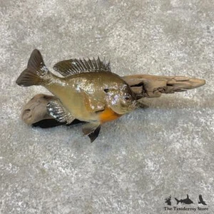 #30086 E | 7.5" Bluegill Freshwater Taxidermy Fish Mount For Sale - Picture 1 of 5