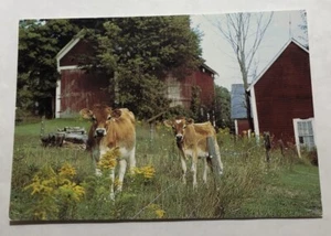 Young Jersey Cows Woodstock, Vermont. Postcard (C3) - Picture 1 of 2