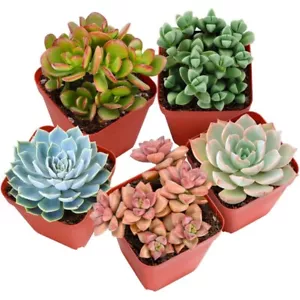 5 Pcs Assorted Real Succulents Potted in 2" Starter Pot&Soil Beautiful Plants - Picture 1 of 10
