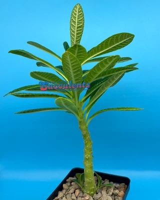 Dorstenia gigas (806) Live Rooted Succulent - Image 1 of 4