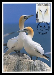 FAROE ISLANDS 2025 Maximum Card - Northern Gannet Fou Bassan Morus bassanus bird - Imagen 1 de 2