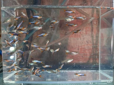 Pure Blue Star Endlers (Poecilia wingei) Endler's livebearer 5+ pares Foto 1 de 3