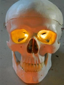 HALLOWEEN PROP AMBER/Orange 24 inch LED EYES FOR Props, MASKs OR SKULLs - Picture 1 of 1