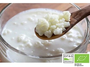 10g di Grani di Latte Biologici Utilizzabili con Intolleranza al Lattosio Testato in Laboratorio - Foto 1 di 4