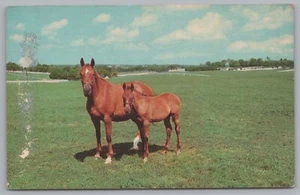 Mother & Son Kentucky Thoroughbreds, Blue Grass Country, PC - Picture 1 of 2