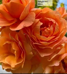 Tangerine Skies Climbing Rose Live Starter Plant - Picture 1 of 8