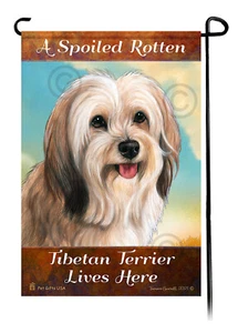 A Spoiled Rotten Cream Sable Tibetan Terrier Lives Here - Picture 1 of 1