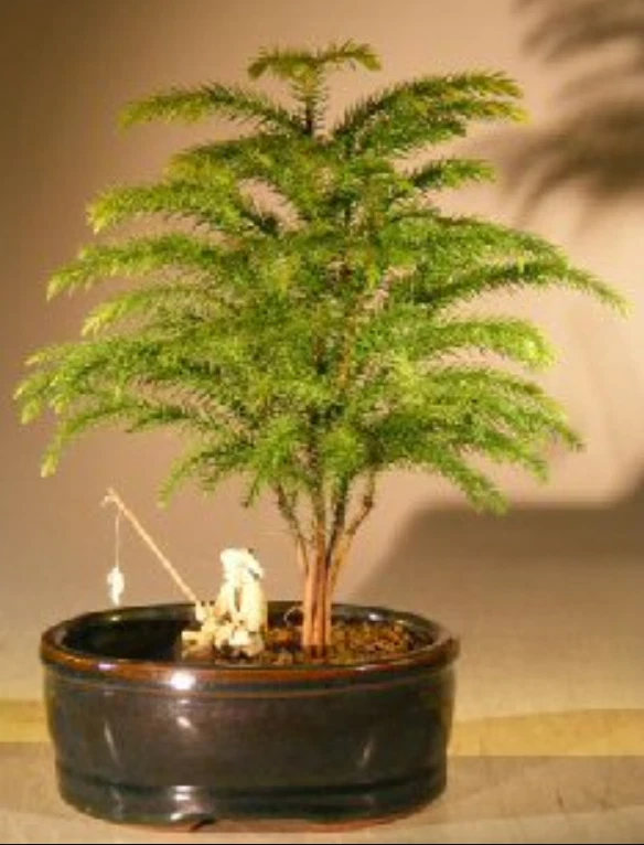 Norfolk Island Pine Bonsai Tree Live Plant 6-7" Tall  In Land/Water Pot Indoor - Image 1 of 1