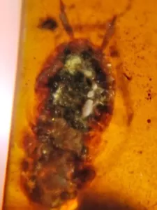 Ambar con CUCARACHA incrustada fosilizada, de Birmania @ 1 gr. - Imagen 1 de 8