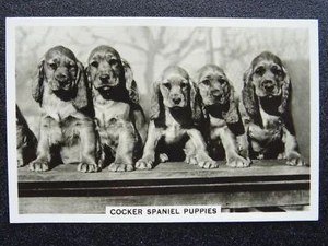 THE COCKER SPANIEL PUPPIES - DOGS R/P by Senior Service Cigarette Cards 1939 - Picture 1 of 1