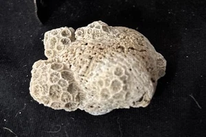 Natural BRAIN CORAL Fossil Ocean Fish Beach Specimen 2” - Picture 1 of 2