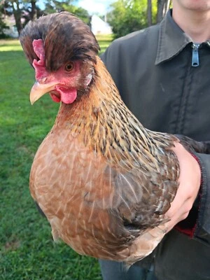 (10+) Crested Cream Legbar Purebred Blue Fertilized Hatching Eggs