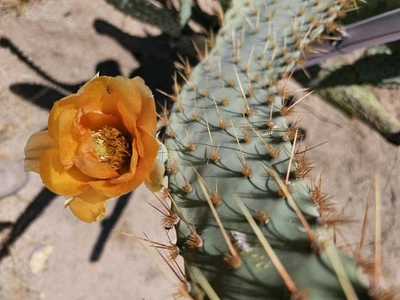 Opuntia Linguiformis (Texas Prickly Pear, cow’s Tongue ), 2 cuttings 4.5-8” - Image 1 of 4