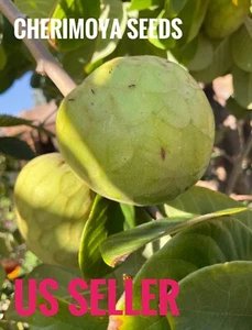 15 Honey Heart Cherimoya Seeds (organic) Custard Apple Fresh USA Seeds.New Seeds - Picture 1 of 6