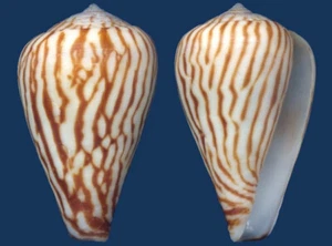 Muschel Conus zebroides Muschel - Bild 1 von 2